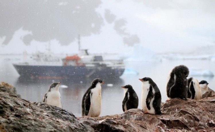 MV Ortelius and the Juvenile penguins in Antarctica