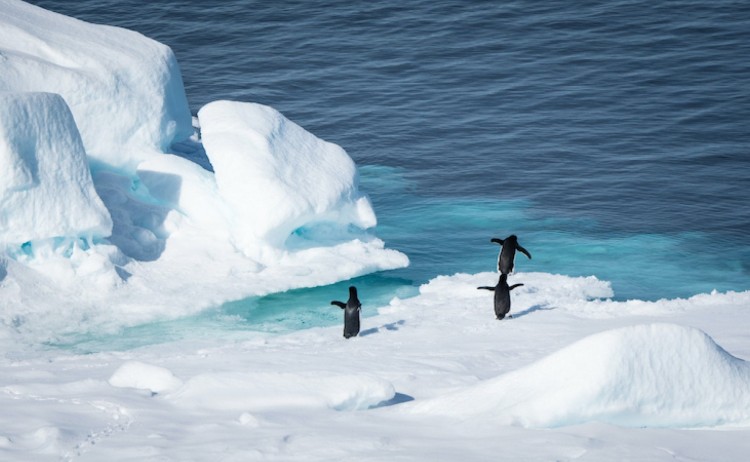 Penguin Antarctica
