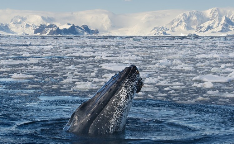 Whale Antarctica