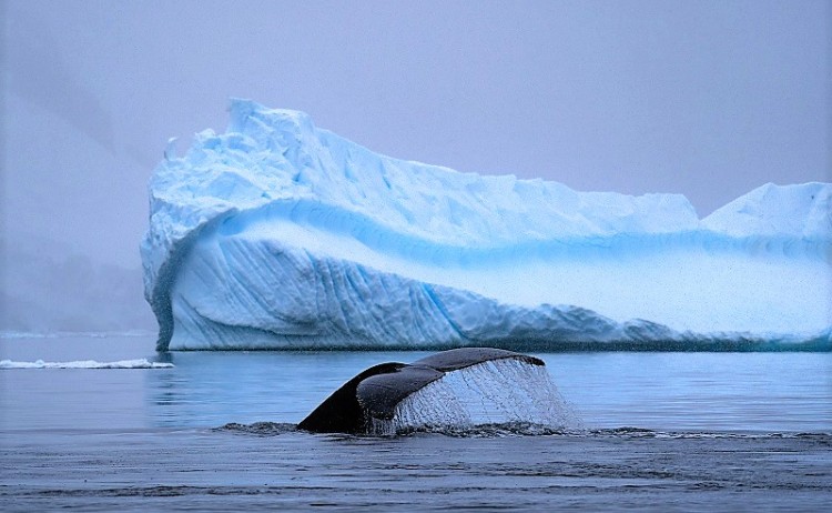 Antarctica blue whale 800