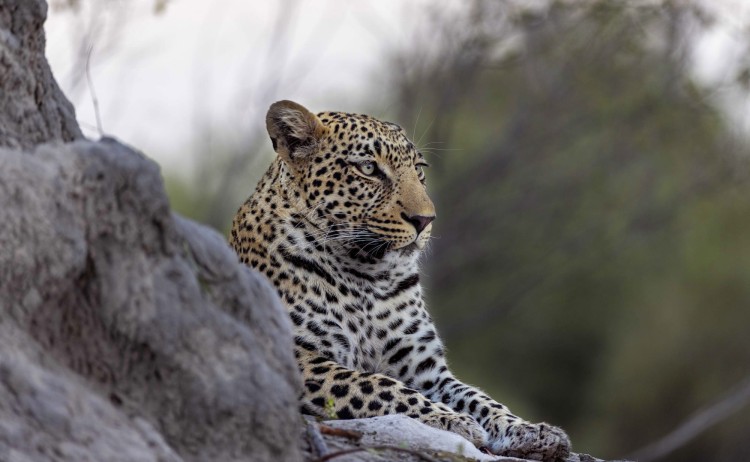 Predators pans of Botswana Leopard at Mokolwane camp Botswana