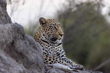 Predators & Pans of Botswana