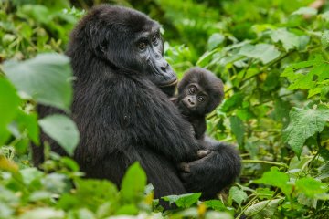 Primate Express - Gorillas and Golden Monkeys