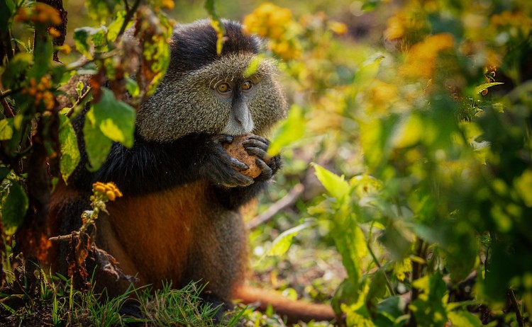 golden monkey resized