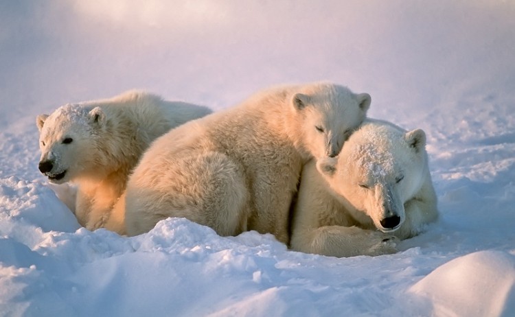 Arctic Polar bears