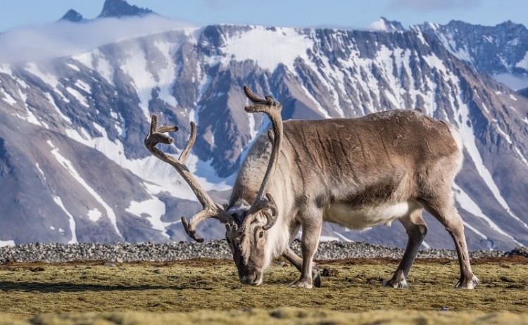 Spitsbergen wildlife