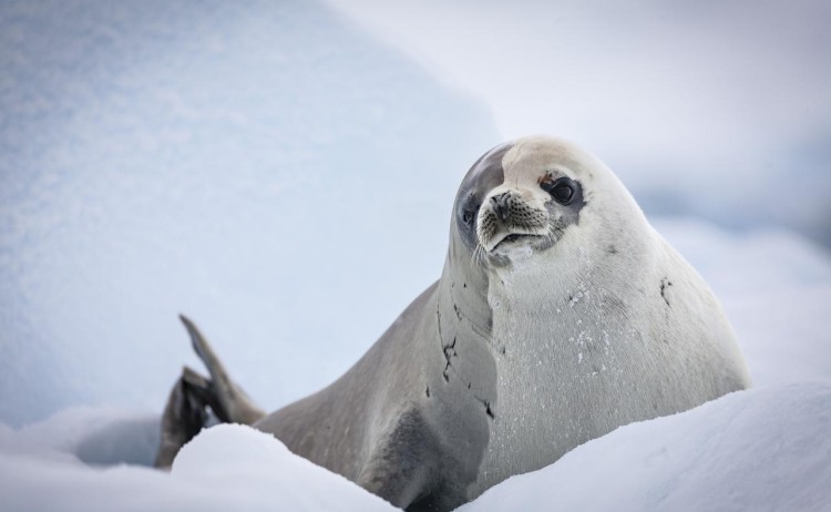 Antarctica Neko Harbour Seal G Adventures