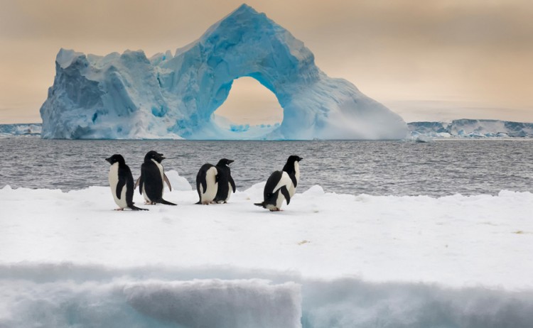Adelie penguins with iceberg 1 1