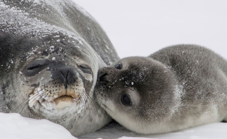 Antarctica seals v2