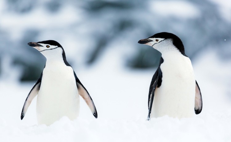 Antarctica Chinstrap Penguin Pair