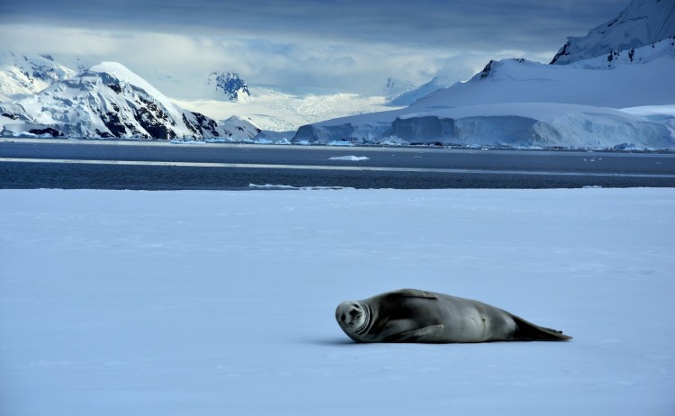 Seal relaxing on the ice Antarctica