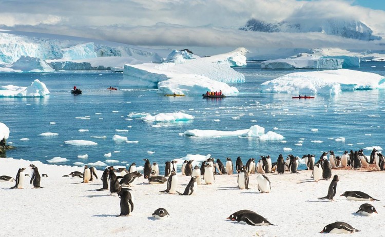 antarctic peninsula penguin bay Poseidon