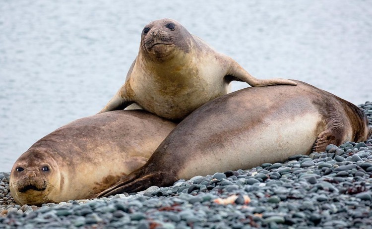 antarctic peninsula seals lounging Poseidon