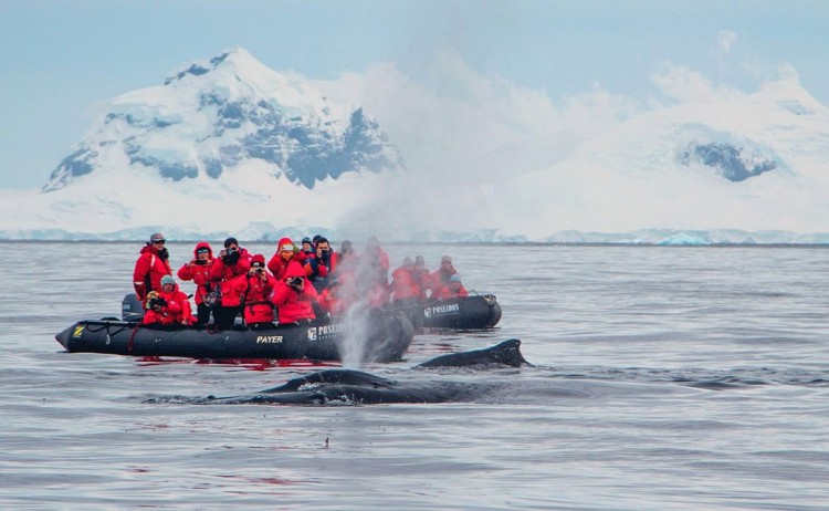 antarctic peninsula whale watching poseidon