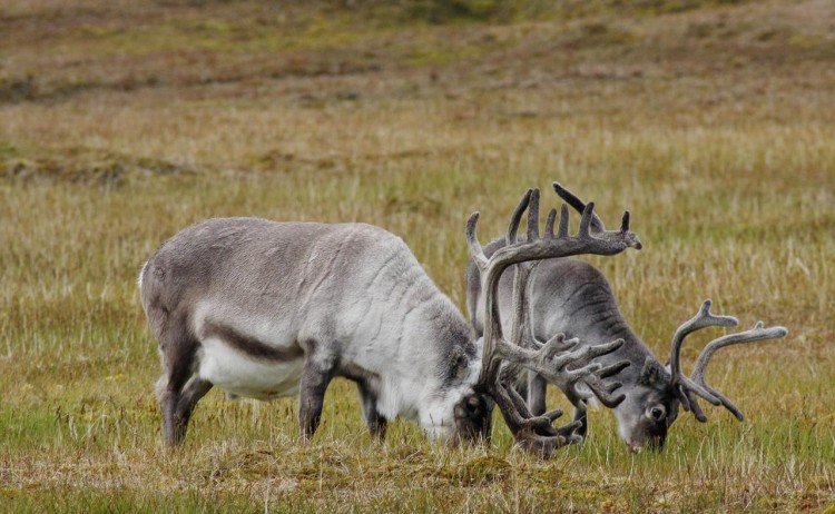 Arctic Reindeer Grazing 