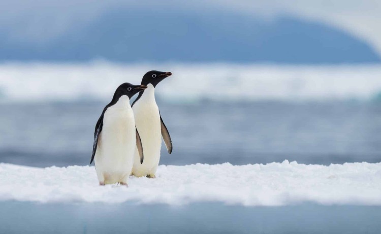 Adelie penguins at Cape Adare Antarctica shutterstock 2341641775 1 scaled