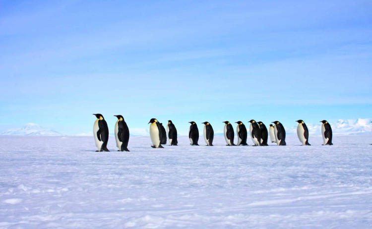 Emperor penguins Ross Sea aurora