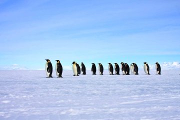 Ross Sea Odyssey