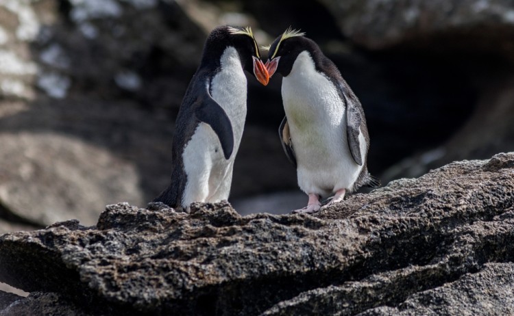 shutterstock 2446826813