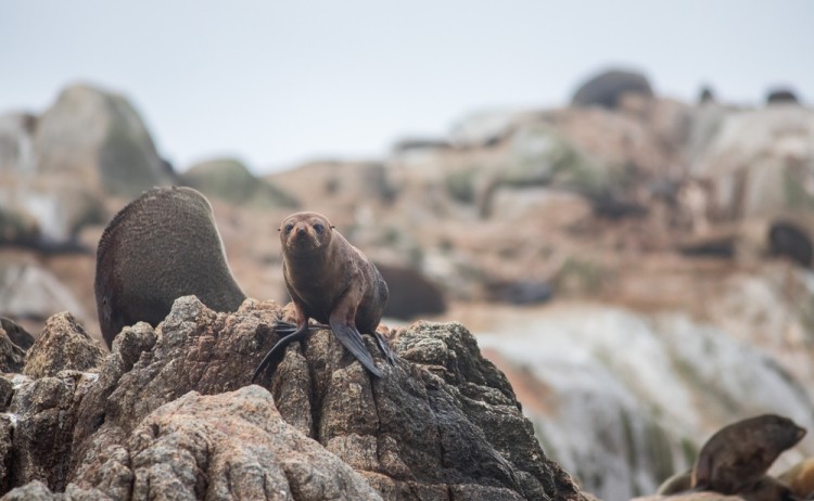 shutterstock 2447210955