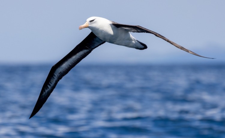 Black browed albatross soars with wings spread