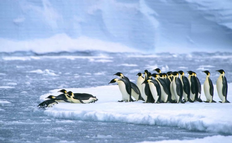 Emperor penguins diving off ice floe