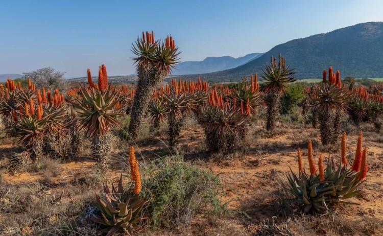 Rovos Rail tour Aloe ferox plants in bloom native to South Africas Karoo region