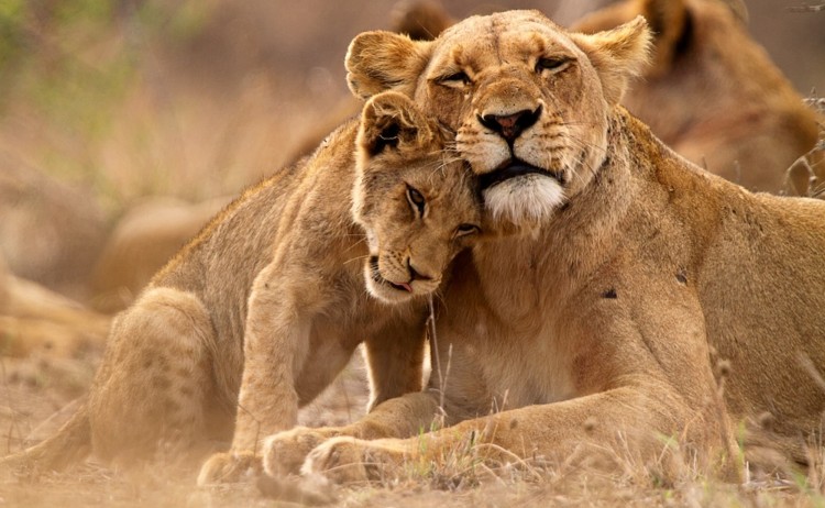 Lion mum and cub in Africa