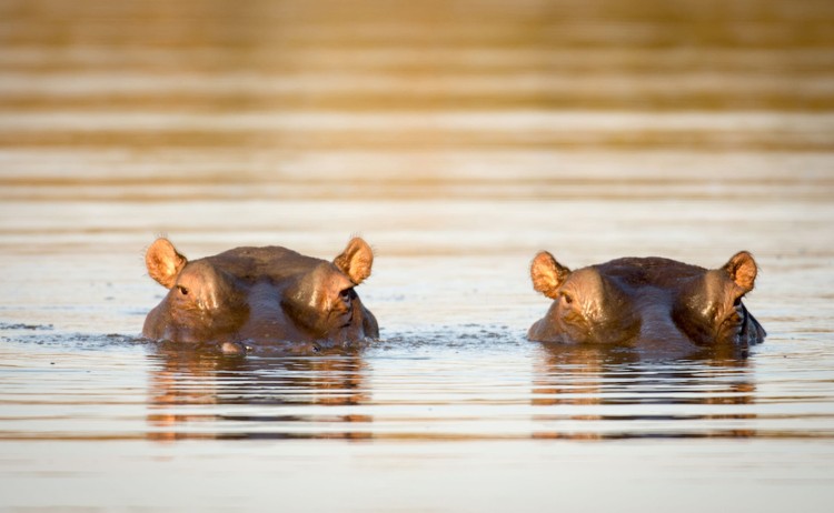 Rovos tour Dar es Salaam to Cape Town two hippos swimming in calm water