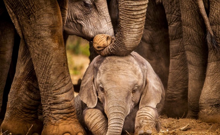 Rovos tour, Dar es Salaam to CapeTown,group of Elephants with calf