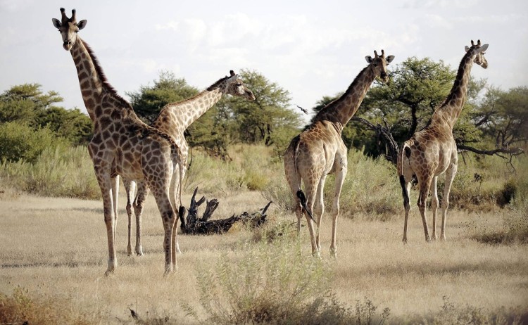 Rovos Rail RVR tour Namibia safari Giraffe