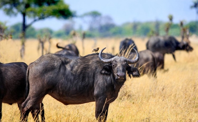 Rovos Pretoria to Victoria Falls Cape buffalo standing in a dry savanna