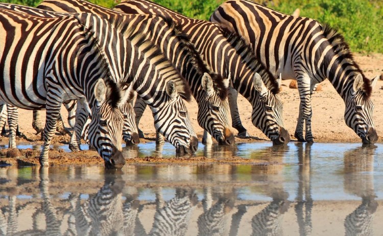 Rovos Rail RVR tour group of Zebras drinking together at the waterhole
