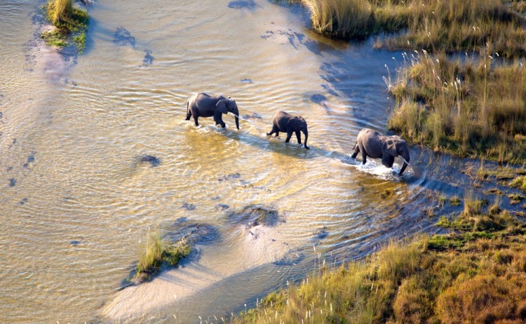 Aerial of African elephants in Okavango Delta