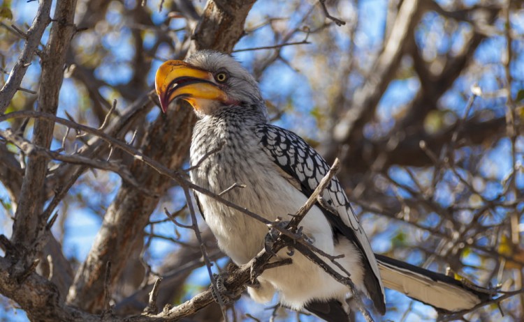 Hornbill in the Central Kalahari Game Reserve