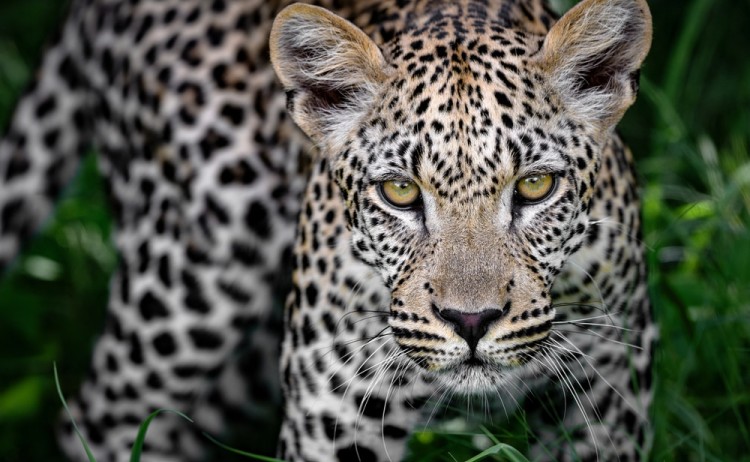 Young leopard is seen in Okavango Delta