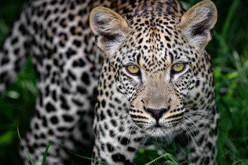 Safari Authentic: Small Group