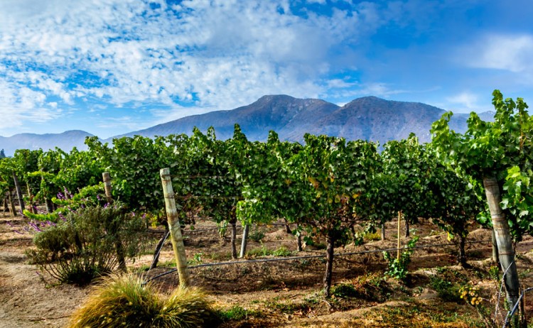 Chile Casablanca valley winery v2