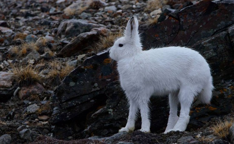 Arctic Hare OW