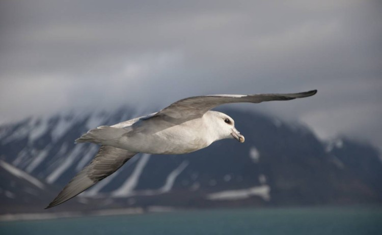 Fulmar oceanwide