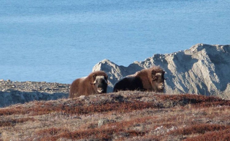 Musk oxen oceanwide