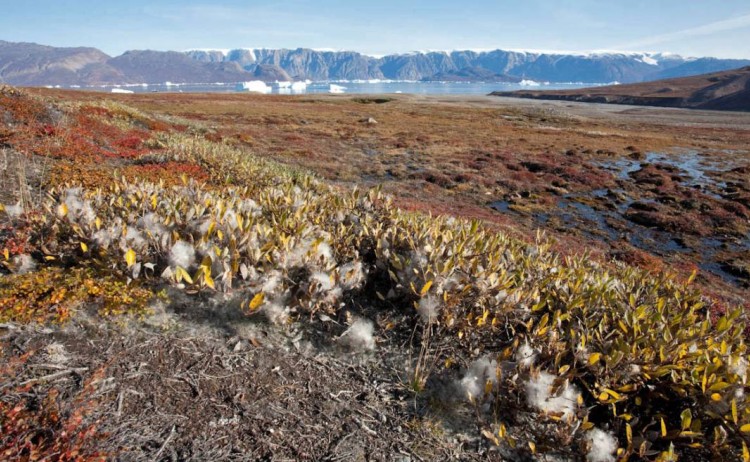 Scoresby Sound Oceanwide