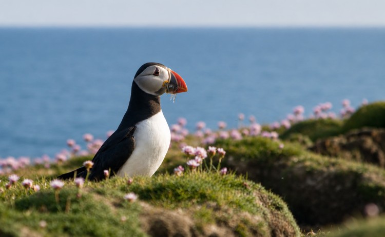 North Atlantic Saga the iconic puffin bird