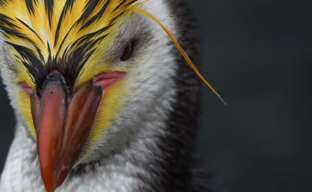 Sub Antarctica islands Ponant