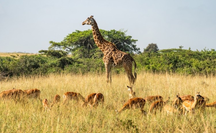 Nyerere giraffe shutterstock 2445858607