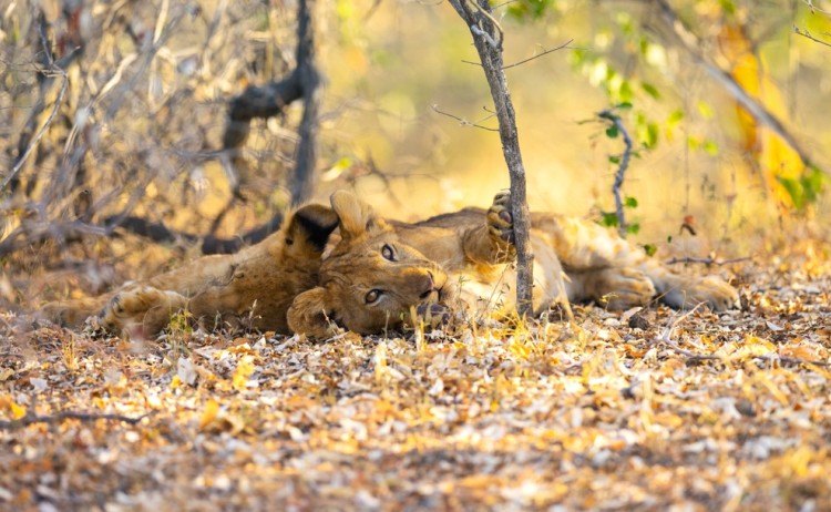 Nyerere lions shutterstock 2180864841