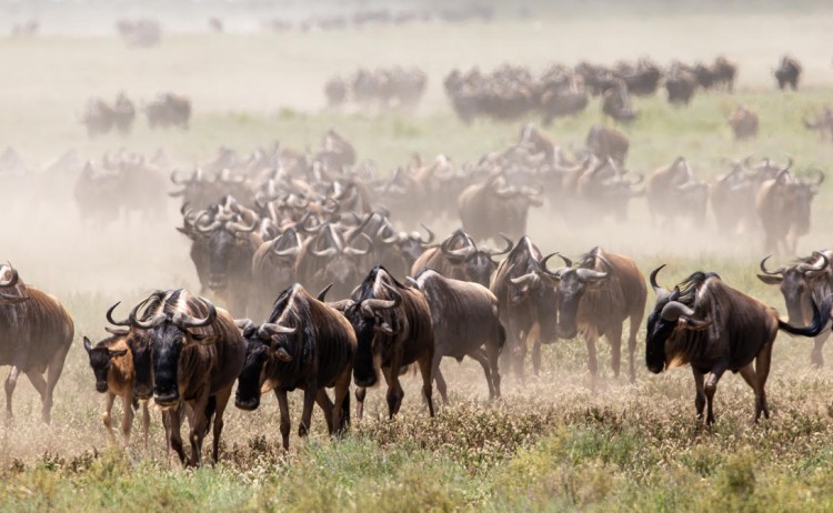 Usawa Serengeti Mobile Camp wildebeest