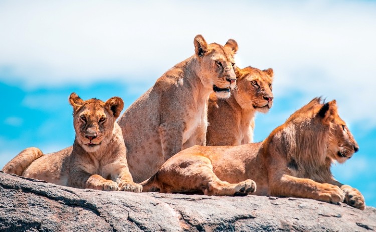 Serengeti Simba Lodge lions