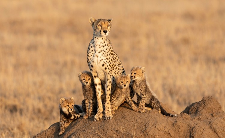 Serengeti shutterstock 1798724194