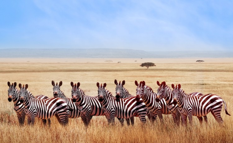 Serengeti zebras shutterstock 2152062091